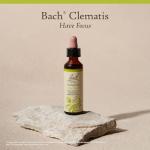 Bach Clematis Flower Remedy for Focus and Balance