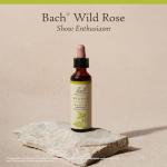 Bach Flower Remedy Wild Rose for Emotional Balance