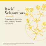 Bach Flower Remedies Scleranthus for Emotional Balance