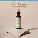 Chicory Flower Essence for Emotional Balance - 20mL