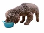 Collapsible Silicone Travel Bowl for Pets (Aqua)