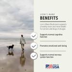 Lion's Mane Mushrooms for Dogs - Brain Support