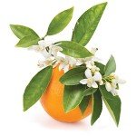 Neroli Water Hydrosol Face Mist Calming 8 oz Spray Toner Aromatherapy Facial Spritz Sprayer Linen Sheets Body Mist Pure Hydrosol Water Hydrating Cleansing Toning Orange Blossom OPO -Packaging May Vary