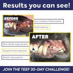 TEEF FOR LIFE Prebiotic Dental Powder for Cats
