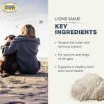 Lion's Mane Mushrooms for Dogs - Brain Support