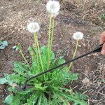 4 Teeth Garden Weed Puller Tool - 2 Pack