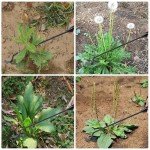 4 Teeth Garden Weed Puller Tool - 2 Pack