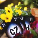 Pandasaurus Games The Mind - Family-Friendly Board Games - Game Night - Card Games for Adults, Teens & Kids (2-4 Players)