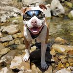 Dog Sunglasses for Medium-Large Breeds - Anti-UV