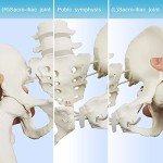 Female Pelvis Skeleton with Moveable Femur - Life Size