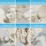 Female Pelvis Skeleton with Moveable Femur - Life Size