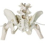 Female Pelvis Skeleton with Moveable Femur - Life Size