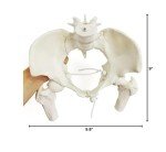 Female Pelvis Skeleton with Moveable Femur - Life Size