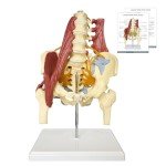 Life-Size Female Pelvis and Spine Anatomy Model