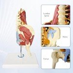 Life-Size Female Pelvis and Spine Anatomy Model