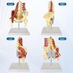 Life-Size Female Pelvis and Spine Anatomy Model