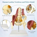 Life-Size Female Pelvis and Spine Anatomy Model