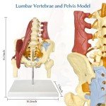 Life-Size Female Pelvis and Spine Anatomy Model