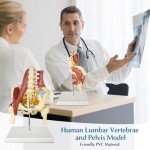 Life-Size Female Pelvis and Spine Anatomy Model