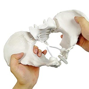 Life Size Flexible Female Pelvis Model for Education