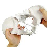 Life Size Flexible Female Pelvis Model for Education