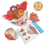 Life-Size Female Pelvis Model with Removable Organs