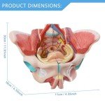 Life-Size Female Pelvis Model with Removable Organs