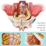 Life-Size Female Pelvis Model with Removable Organs