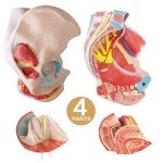 Life-Size Female Pelvis Model with Removable Organs