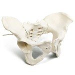 Life Size Flexible Female Pelvis Model for Education