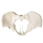 Life Size Flexible Female Pelvis Model for Education