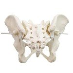 Life Size Flexible Female Pelvis Model for Education