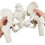 Female Pelvis Skeleton with Moveable Femur - Life Size