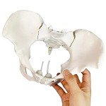 Life Size Flexible Female Pelvis Model for Education