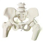 Female Pelvis Skeleton with Moveable Femur - Life Size