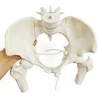 Female Pelvis Skeleton with Moveable Femur - Life Size