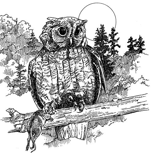 Nature Coloring Book: A Walk in the Woods