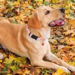 Cotton Handmade Dog Collar Cute and Distinctive Patterns Pink Strawberries with Pendant for Girl Boy Dogs Collars S