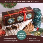 Balsam Fir Pine - Soy Candles for Home Scented - Pack of 3 x 5oz Natural Clean Non Toxic - for Fall Winter Christmas Holidays - Long Lasting Highly Scented Pet Safe - Velas Aromáticas para el Hogar