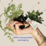 Tirtyl Multi-Surface Cleaner Refills - All Purpose Cleaning Tablet 4 Pack - 2L total (makes 4x 500mL bottles of spray cleaner) - Home & Kitchen - Non-toxic & Effective - Lime & Clementine Fragrance