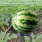 36 Pieces Plastic Melon Cradle, Melon Support Stand for Keep Watermelon Off of The Ground and Getting Moldy, Plastic Stand for Watermelon Pumpkin and Squash - Holds up to 20 lbs