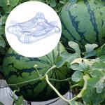 50 Pieces Plastic Melon Cradle Holds up to 20 lbs Plastic Melon Support Stand Keep Melon Watermelon Off of The Ground Plant Protector Cages for Watermelon Pumpkin and Squash