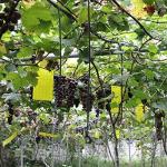 Faicuk 20 Pack Dual Sided Yellow Sticky Traps for Flying Plant Insect Like Fungus Gnats, Aphids, Whiteflies, Leafminers (6x8 Inches, Twist Ties Included)