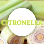 Natural Citronella Tea Light Candles, Tiny Soy Wax Aromatherapy Citronella Tealights Set of 12-4 Hours Burning - Great Gift for Summer Outdoors Indoors Home Garden Patio Balcony