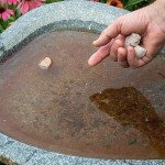 2-Pack Summit Mosquito Dunks