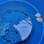 Summit Chemical Co. Insect Mosquito Dunk 6PK