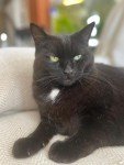 Revitalizing L-Glutamine for Cats - 30 Servings