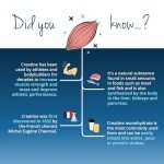 Vegavero Creatine Monohydrate Powder - 500g Unflavoured