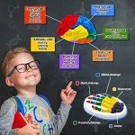 WILD ENVIRONMENTAL SCIENCE Medical Science - STEM Kit for Ages 8+ - Make a Test-Tube Digestive System, Extract DNA, Create Anatomical Models and More!, Multi (WES120XL)