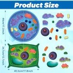 VercanMonth 2 Set Giant Felt Animal and Plant Cell Anatomy Model Kits Early Biology Cell Model Life Science Toys Animal Plant Bacteria Science Kit for Boys Girls Classroom Educational Learning